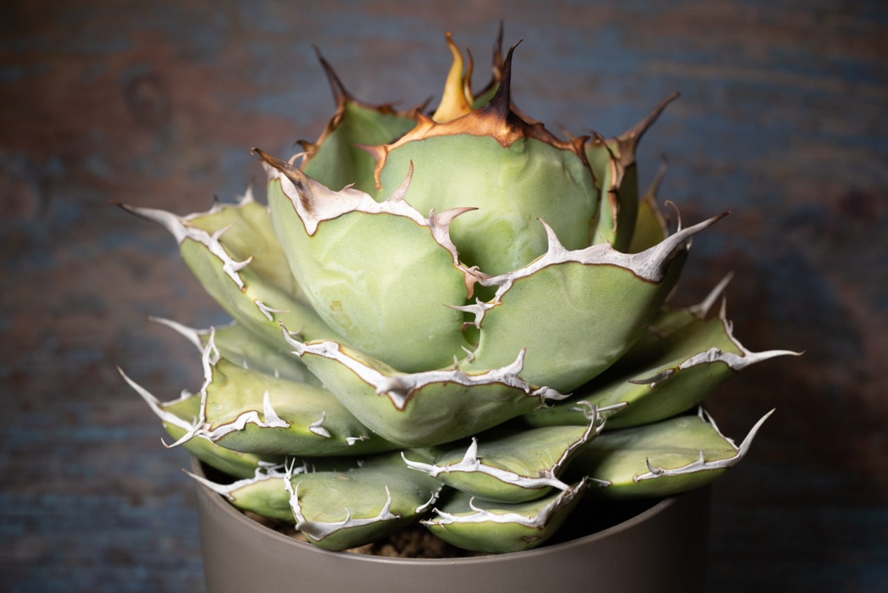 アガベ チタノタ ノーネーム ⑩ 画像8