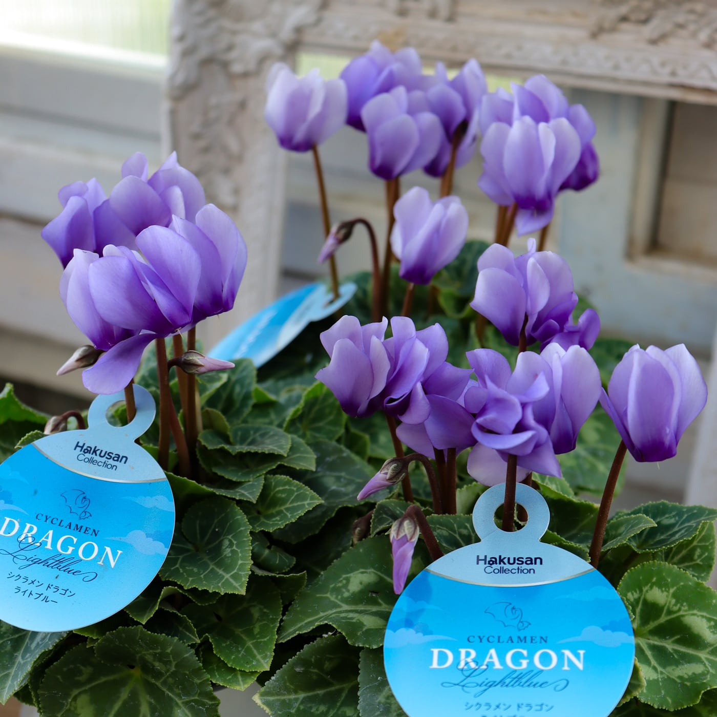 花苗　シクラメン　ドラゴン　ライトブルー　　ディープブルー　５号　２鉢セット 再入荷｜シクラメン “ドラゴン” ライトブルー｜幻想的な青～紫の美しさ