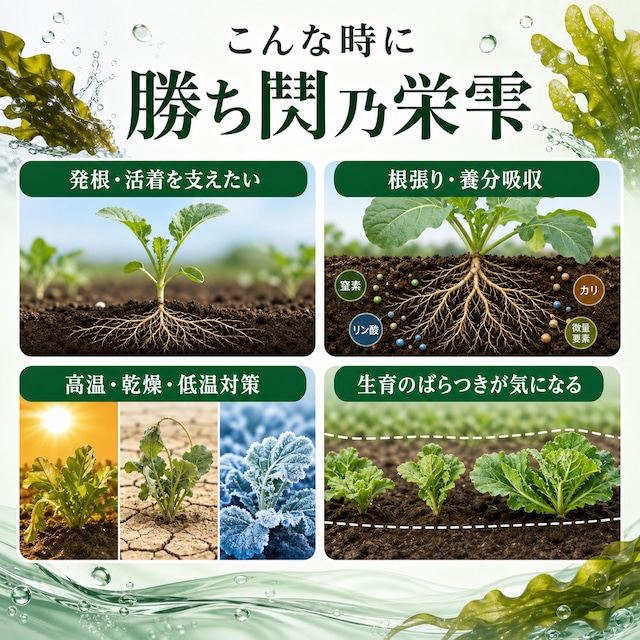 【送料無料】勝ち鬨乃栄雫　さかゆしずく　10L