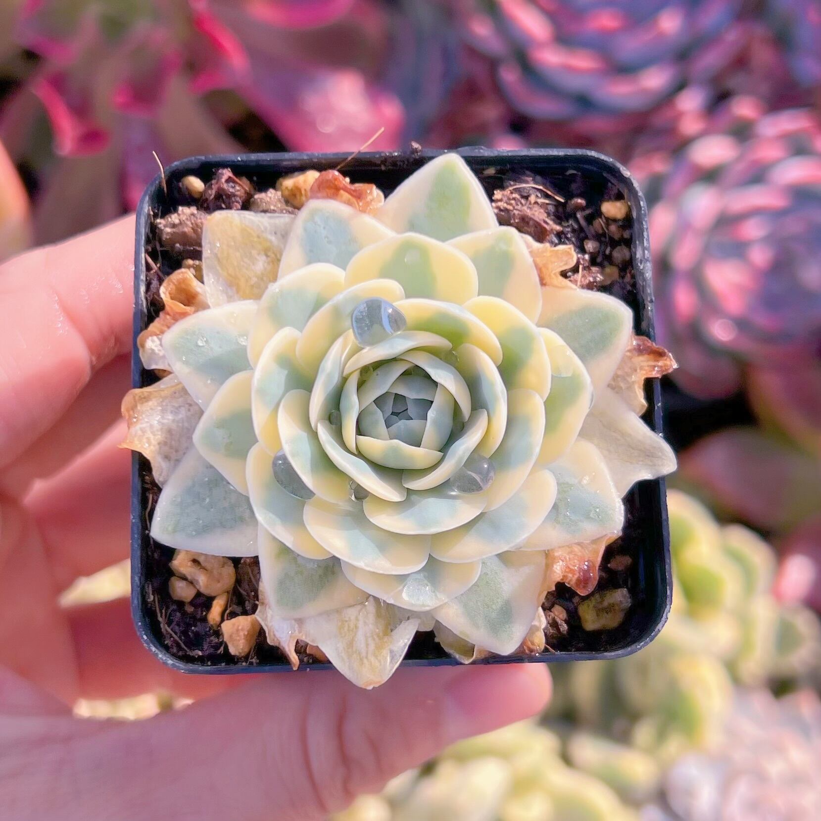 現品　富士錦#275   るる農園