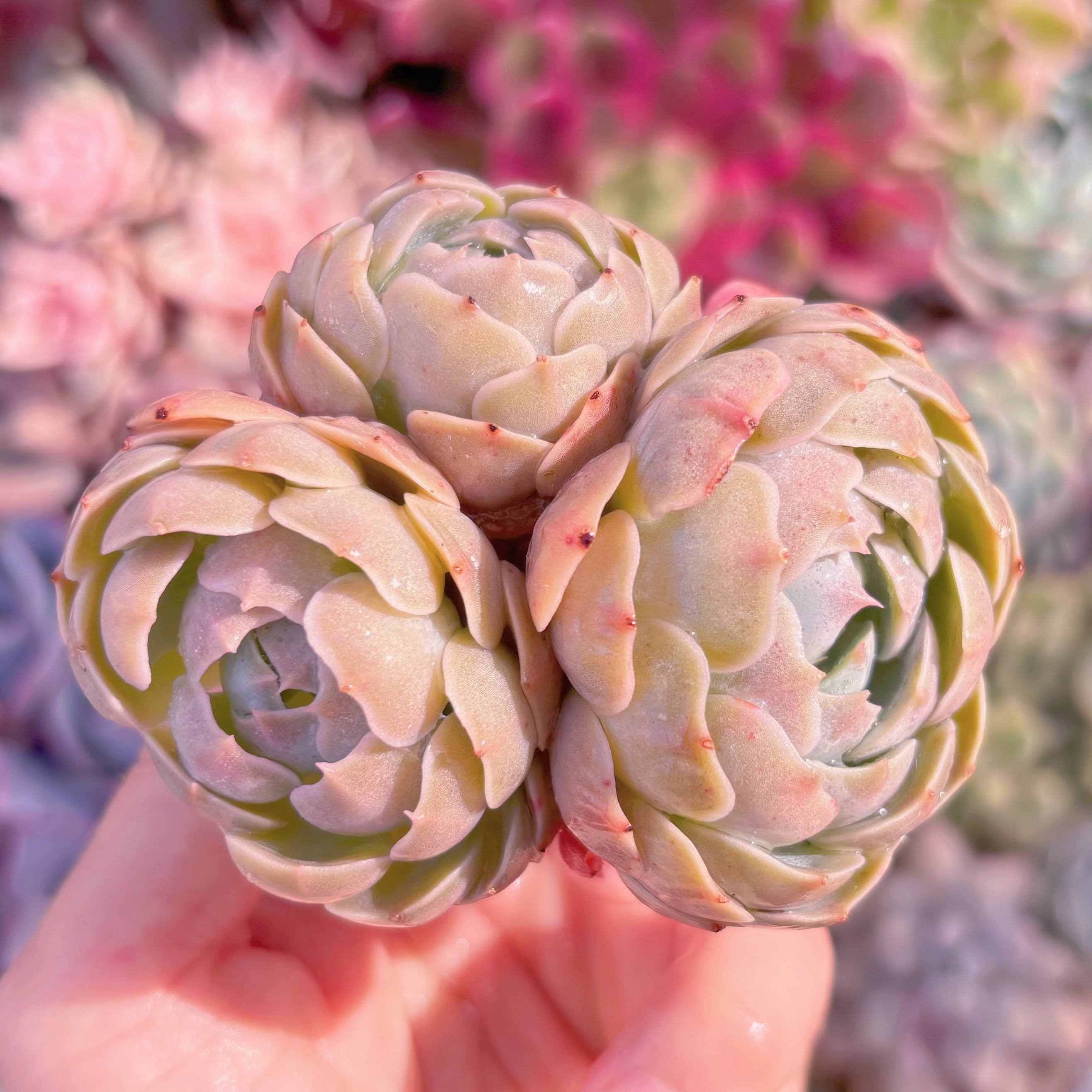 多肉植物　天賜　群生　新入荷　るる農園