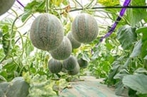 銚子メロン（アムスメロン）2L 5玉入り ※送料込み 贈り物