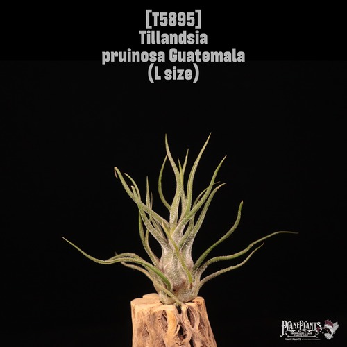 Tillandsia pruinosa Guatemala L〔ティランジア〕T5895