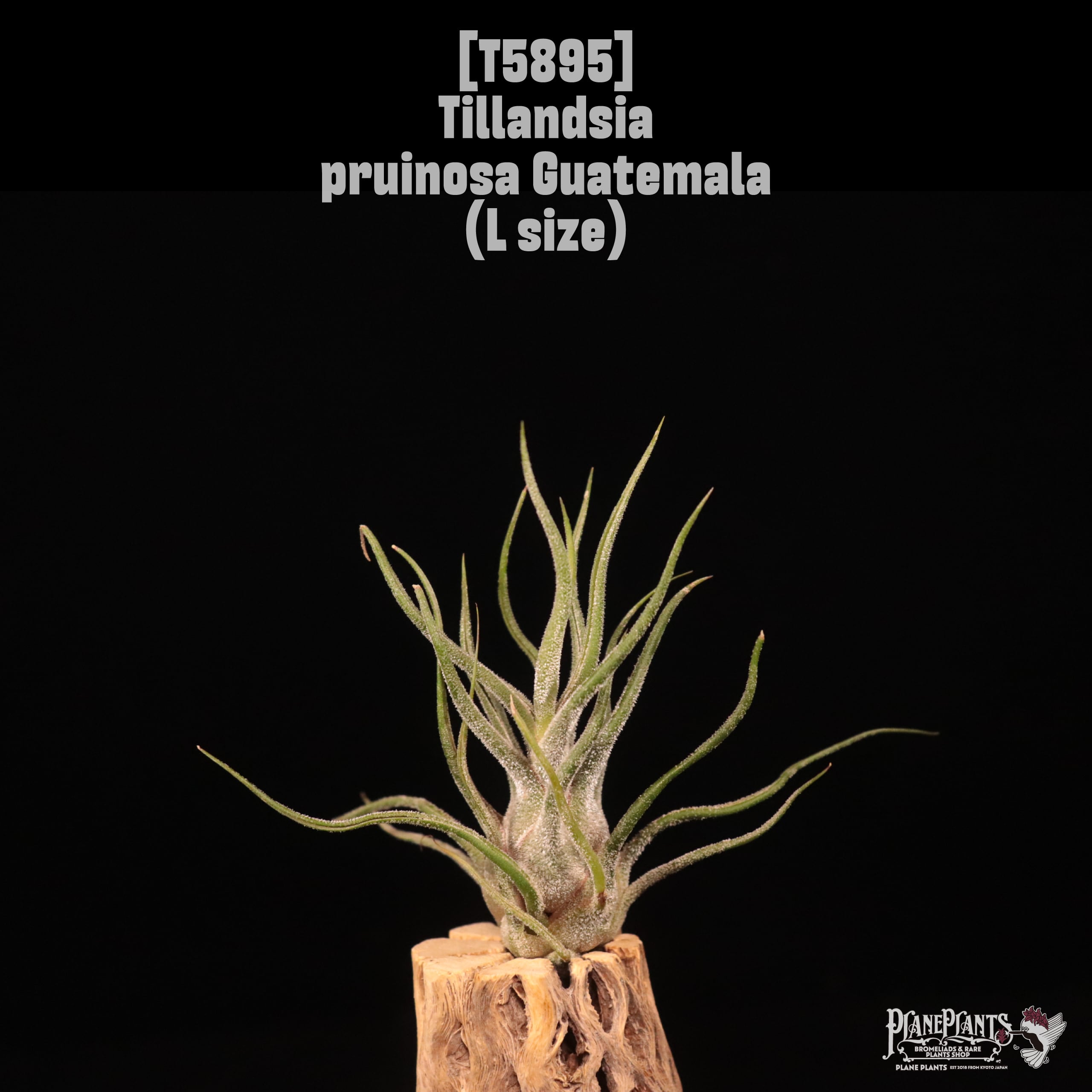 Tillandsia pruinosa Guatemala L〔ティランジア〕T5895