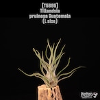 Tillandsia pruinosa Guatemala L〔ティランジア〕T5895