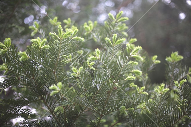 178 榧（カヤ）の木の新芽