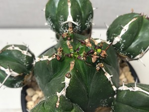 ユーフォルビア ハンディエンシス
