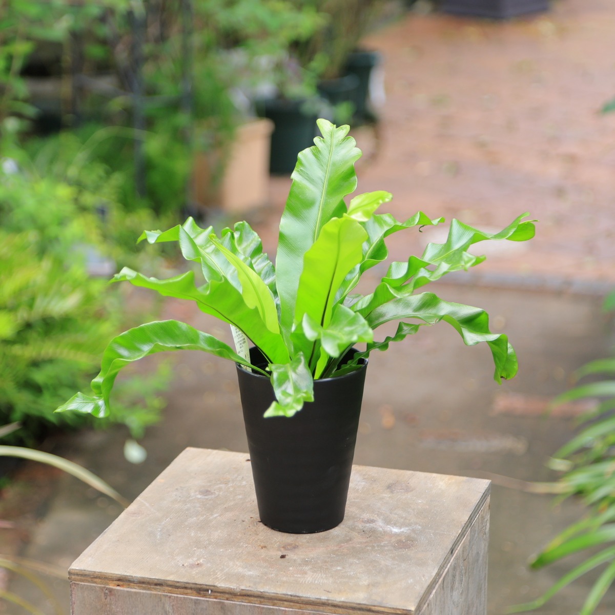 アスプレニウム プリカーツム ユニコーン○多湿を好むシダ植物 美しい 