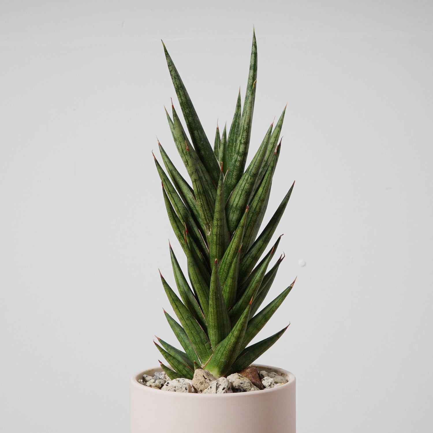 観葉植物 室内 サンスベリア フランシシー 265