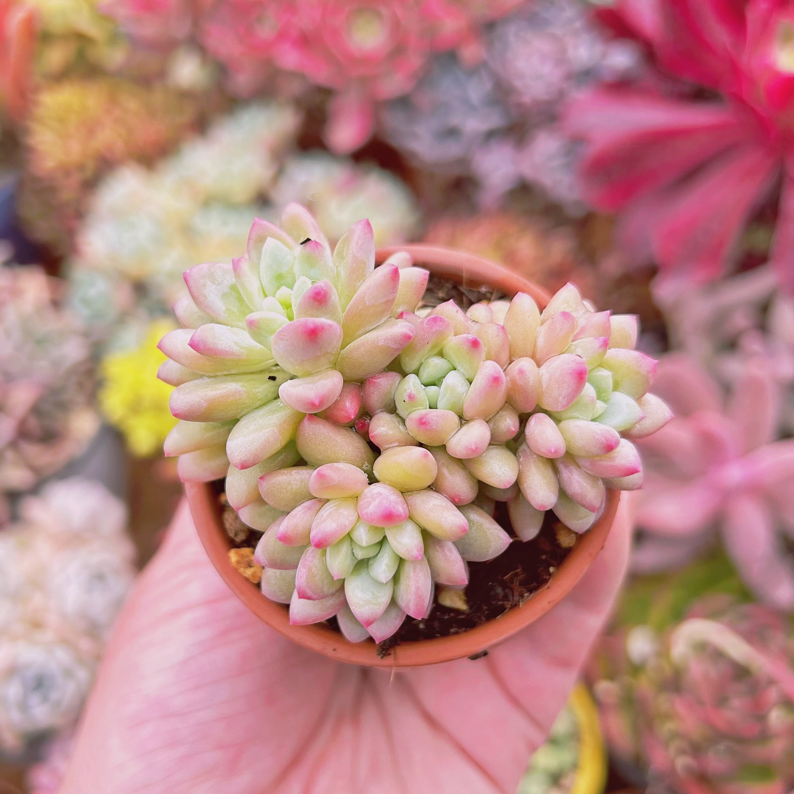 多肉植物　 Echeveria   新品種　ストロベリークリーム　3頭以上