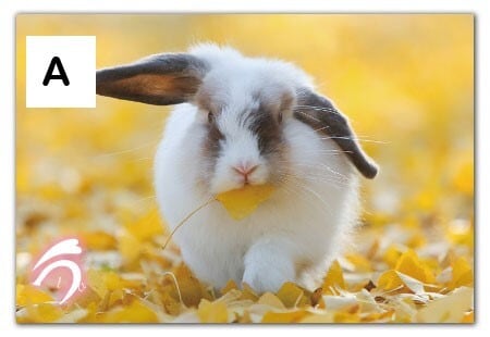 大久野島うさぎ ポストカード | うさぎセレクトショップ森音