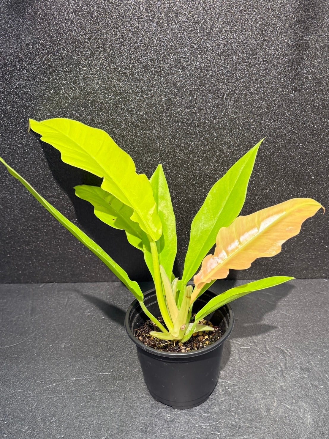 59a44bcf86997279226c6b5d02de48