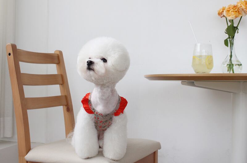 【SALE】フルーツフリルタンクトップ S ~ XL 2color /  犬服 夏 新作 おしゃれ ドッグウェア 可愛い 犬の服 小型犬 中型犬 ペット用品 ペット洋服