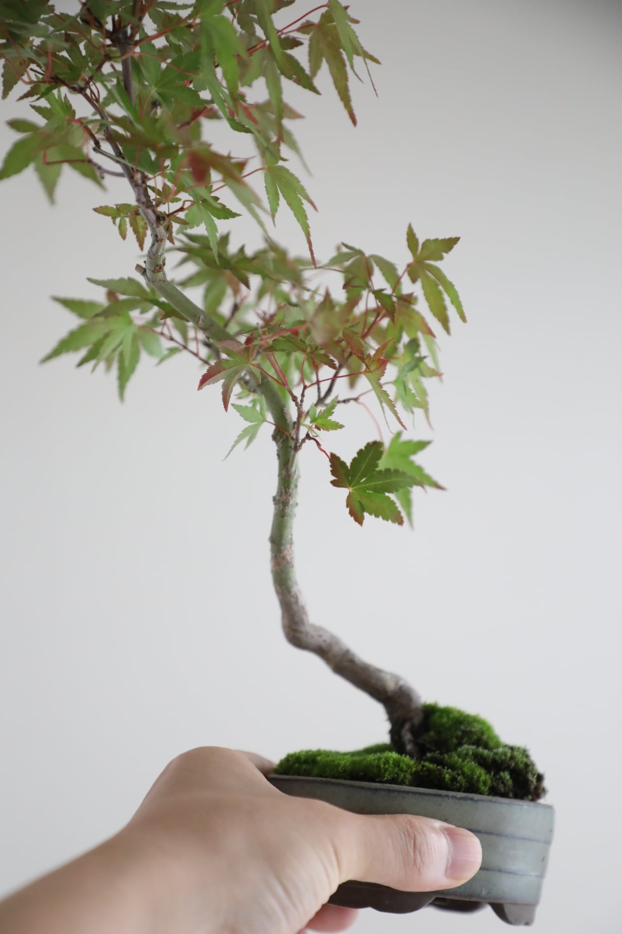 S】モミジ 盆栽 樹齢15年/Japanese maple bonsai ※陶器鉢付き | 【厳選