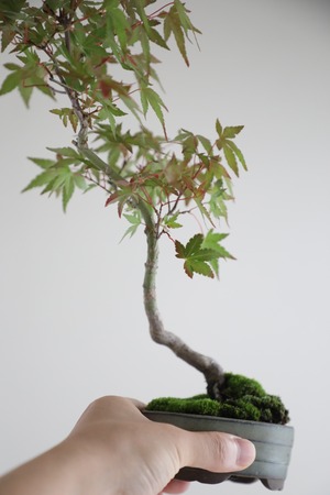 【S】モミジ 盆栽 樹齢15年/Japanese maple bonsai 　※陶器鉢付き