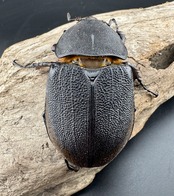 【WD】《ヘラクレス・リッキー コロンビア産 65mm ♀単》