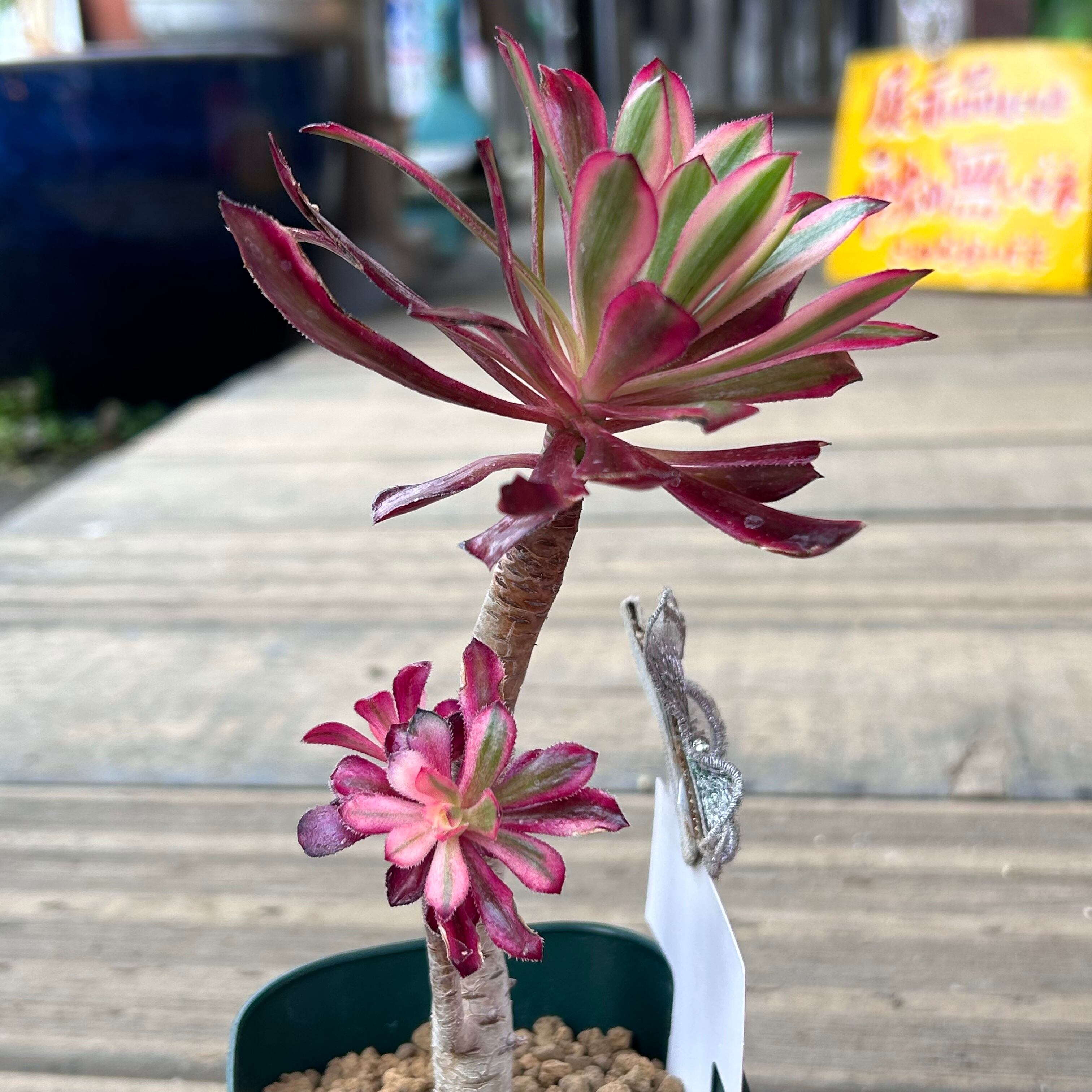 多肉植物 | バイオレット アエオニウム サンシモン 多肉植物専門店 