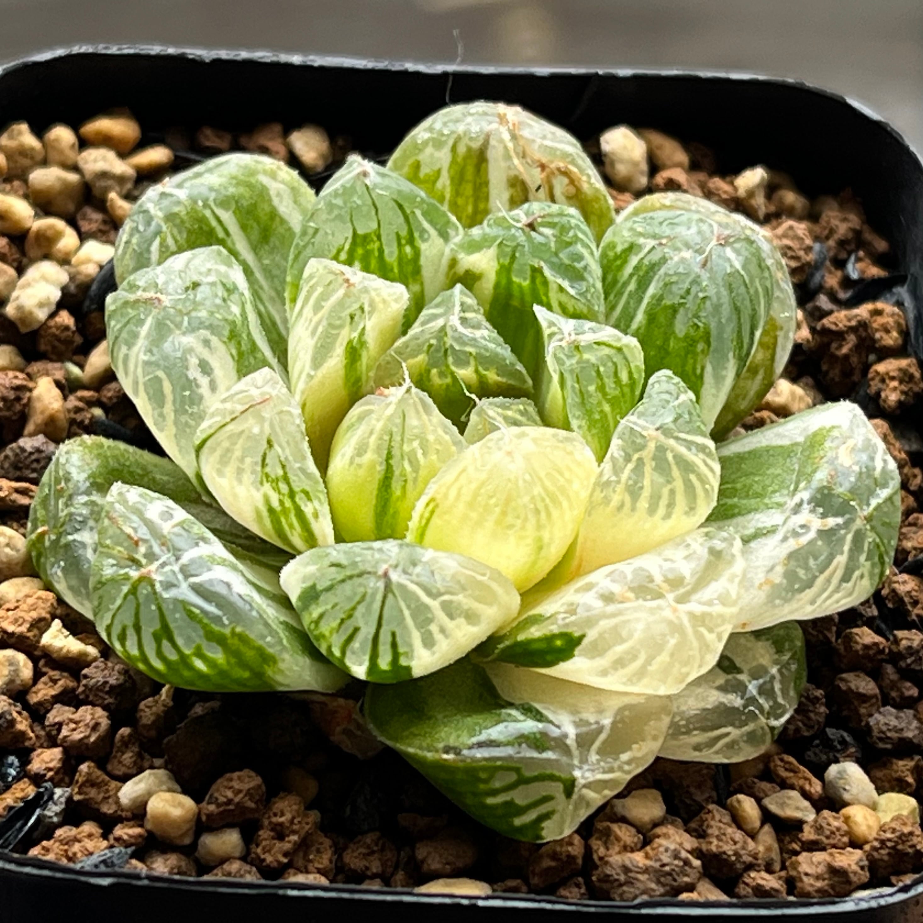 オブツーサ系 | mocono_plants