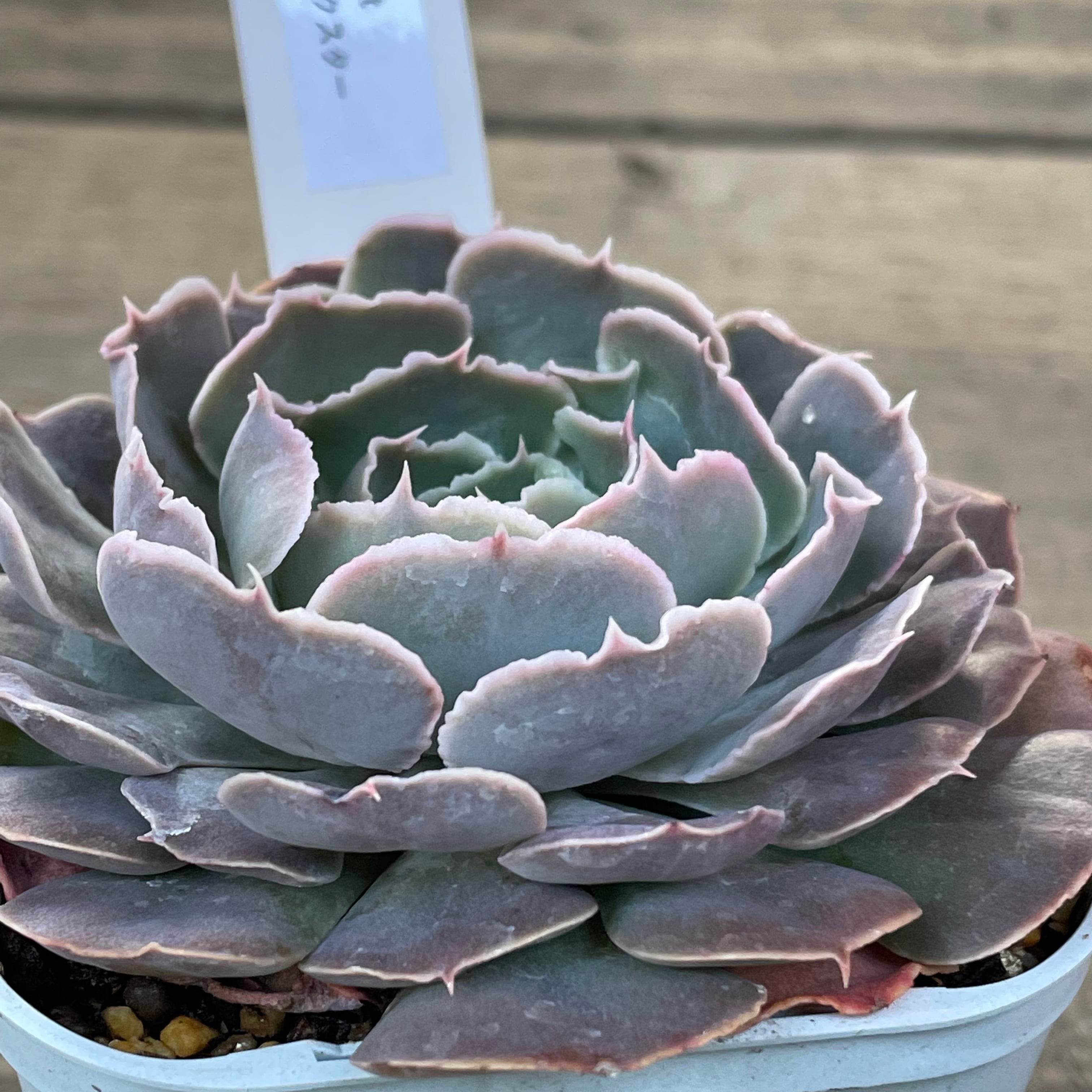 ピンクスター | RuPo 多肉植物専門店