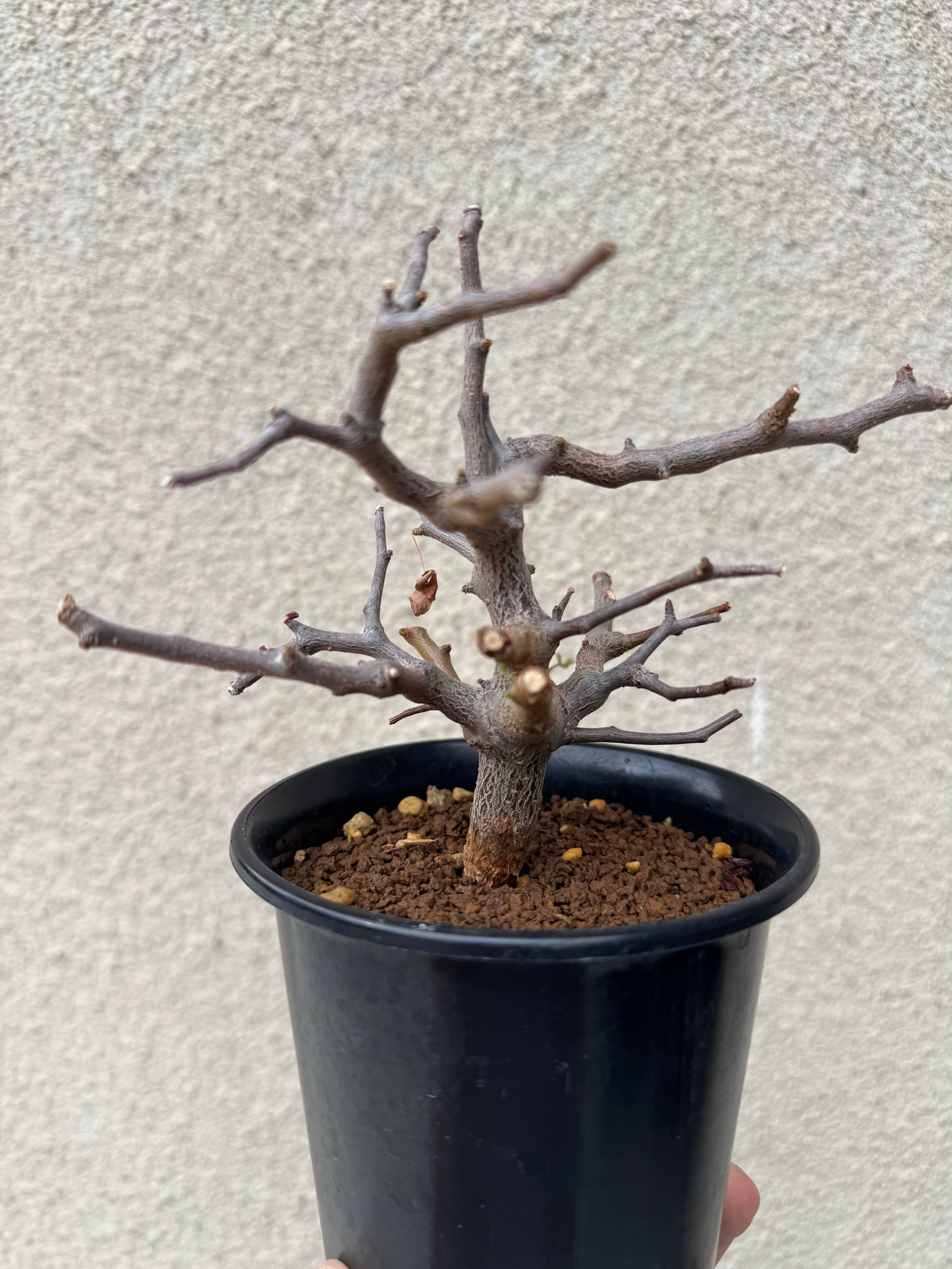 新着】Commiphora sinuata【実生苗の小さい時から作り込める盆栽塊根
