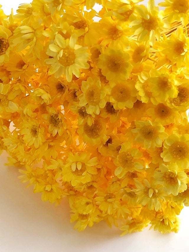 シェア花材☆スターフラワー・ブロッサム イエロー