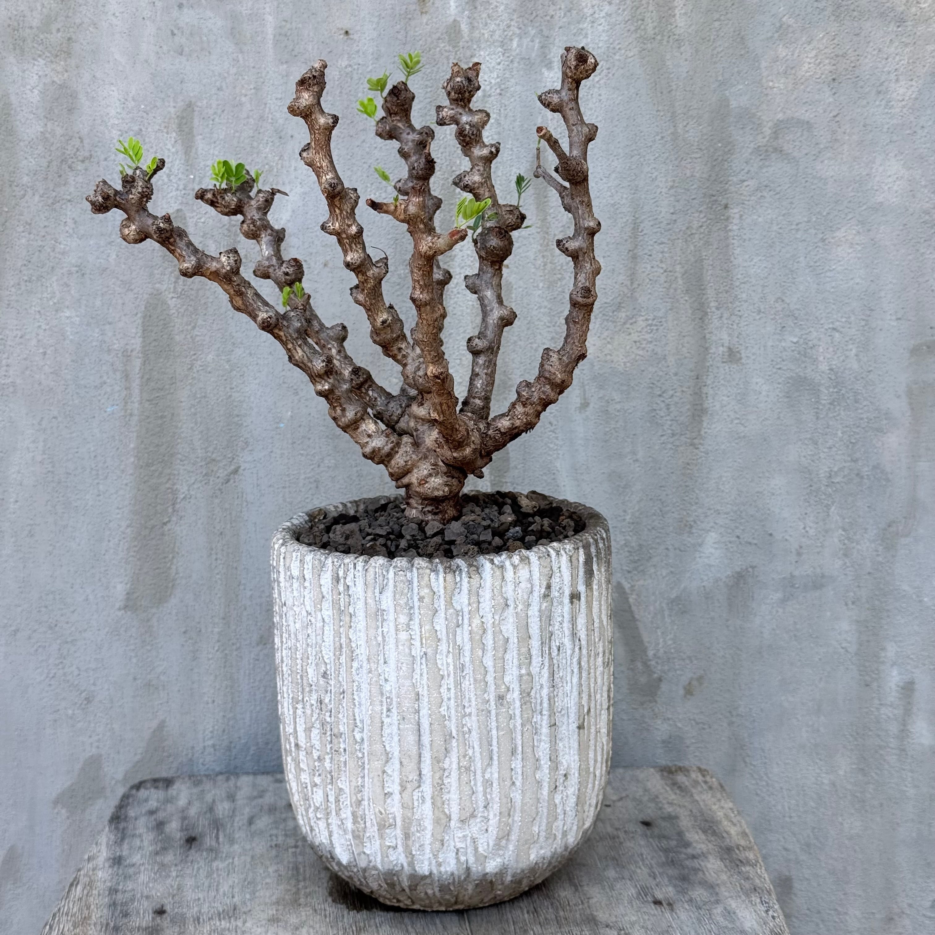 植物 | A-PLANTS