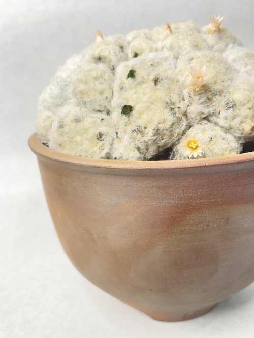 マミラリア・白星