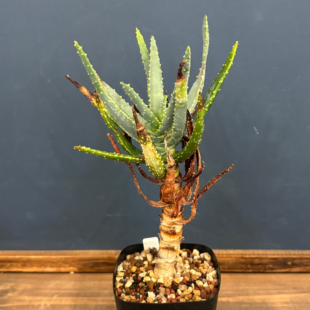 アロエ ディコトマ【713】