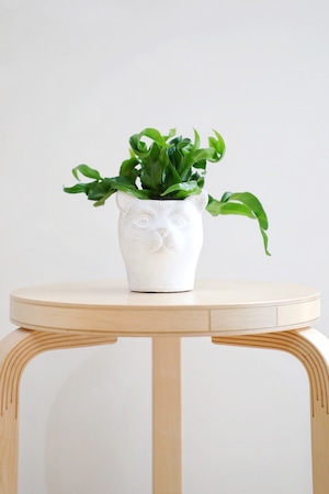 【S】アスプレニウム ハリケーン/Asplenium