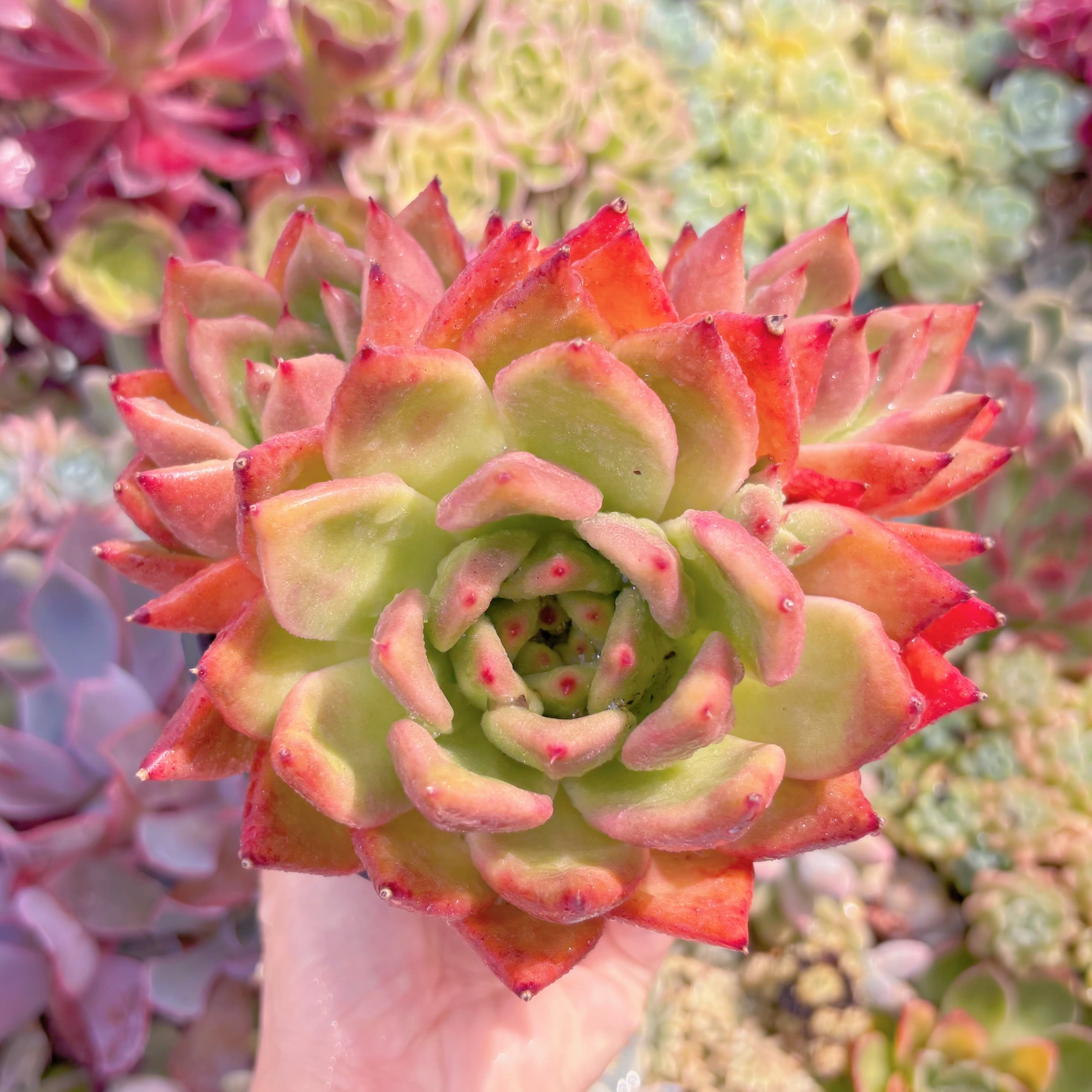 現品　アメストロー#A84   群生　るる農園