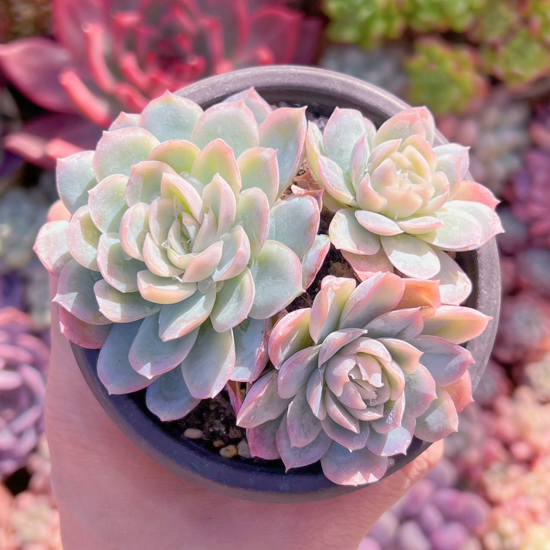 現品　メキシコスノーボール#615　古株　るる農園