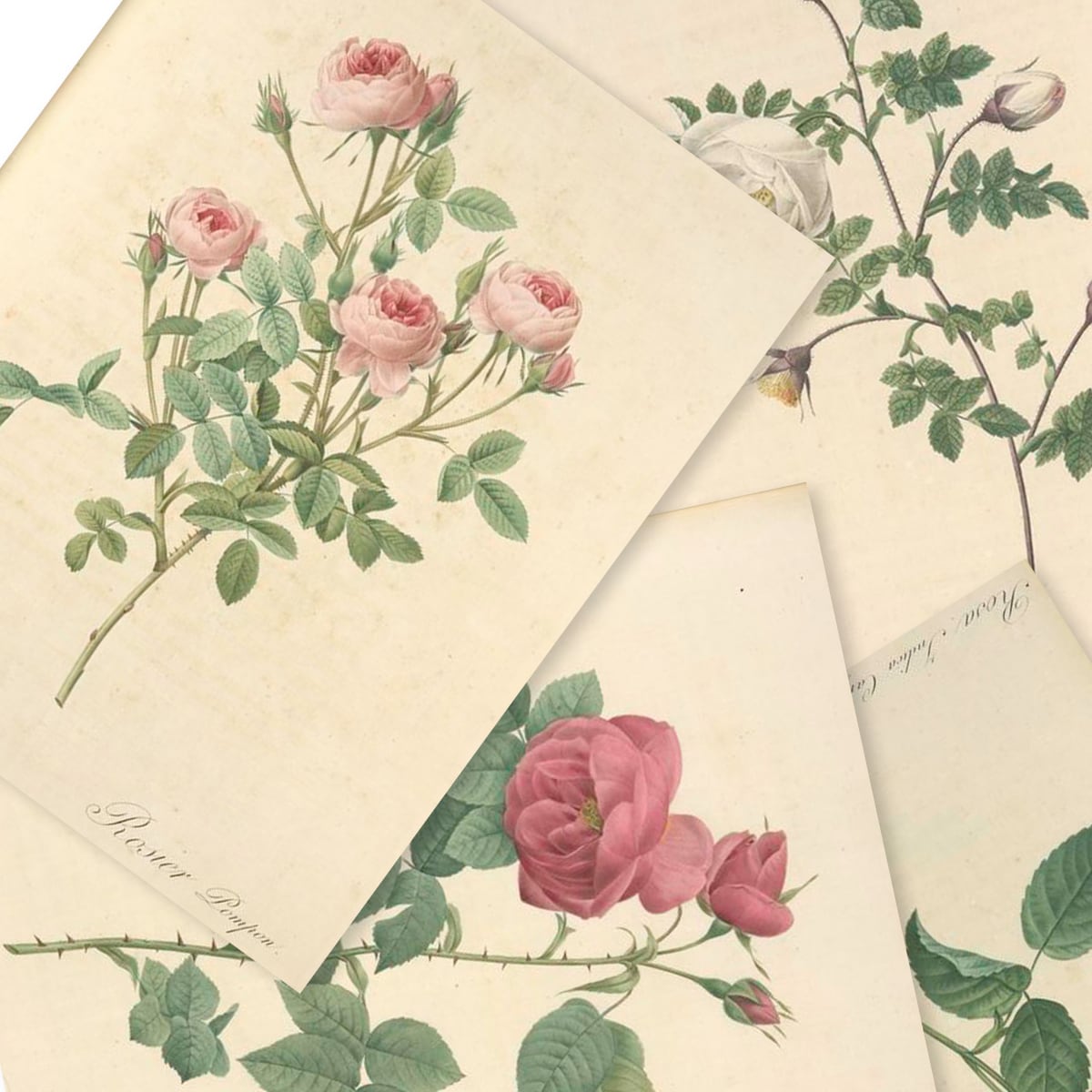 ルドゥーテの薔薇のボタニカルアート 20枚ダウンロードセット