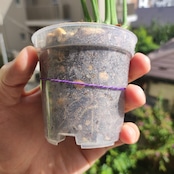 【実生】モンステラ オブリクア ペルー / Monstera Obliqua Peru