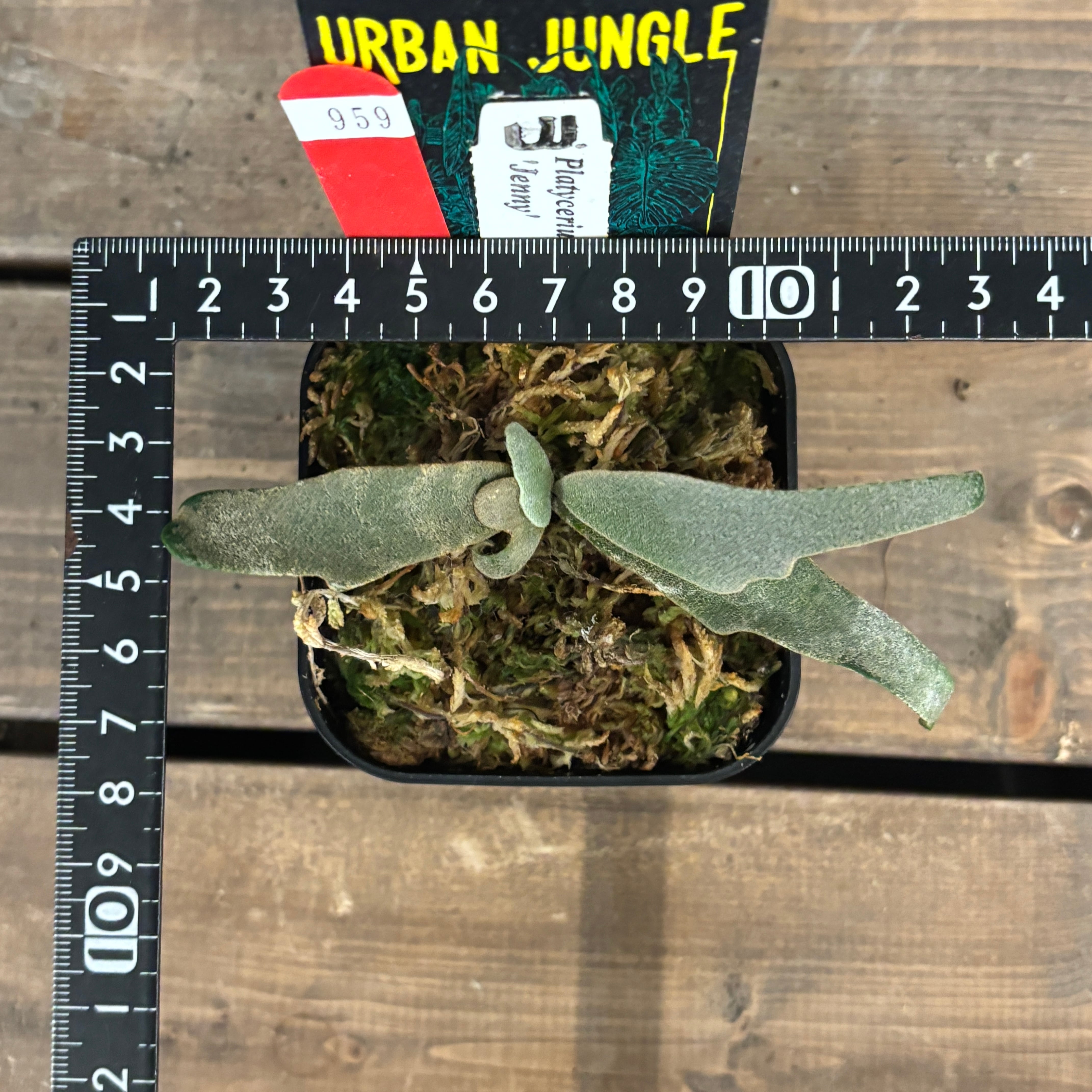 クリアランス】ビカクシダ ジェニー P. willinckii 'Jenny'【959