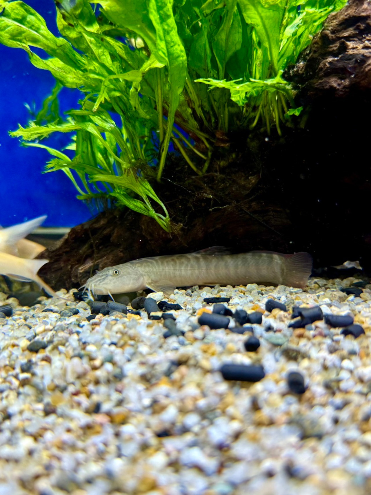 パラコビティス・ポタニーニ - 6