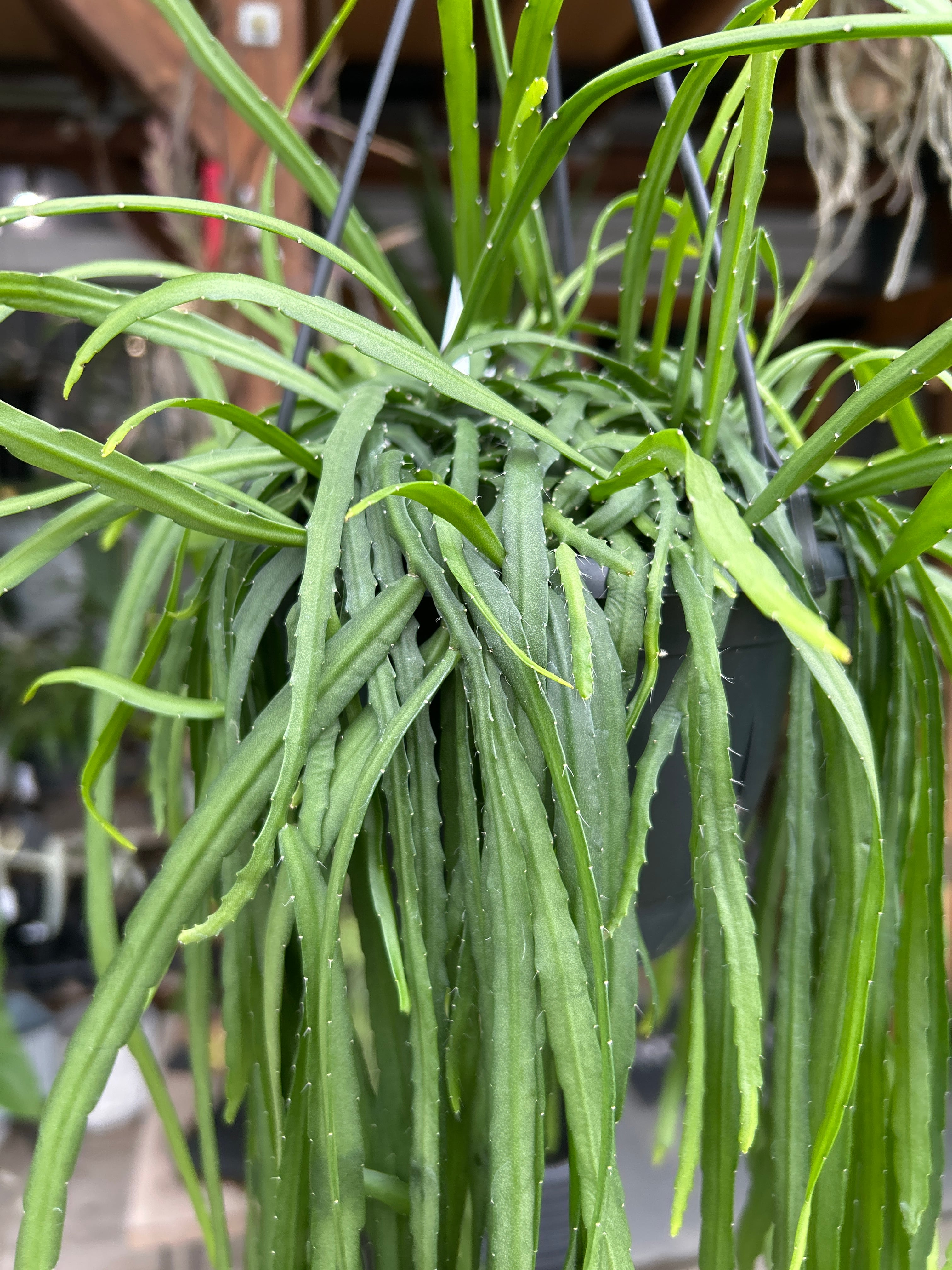 リプサリス ホルビアーナ | MIDORIYA 観葉植物専門店