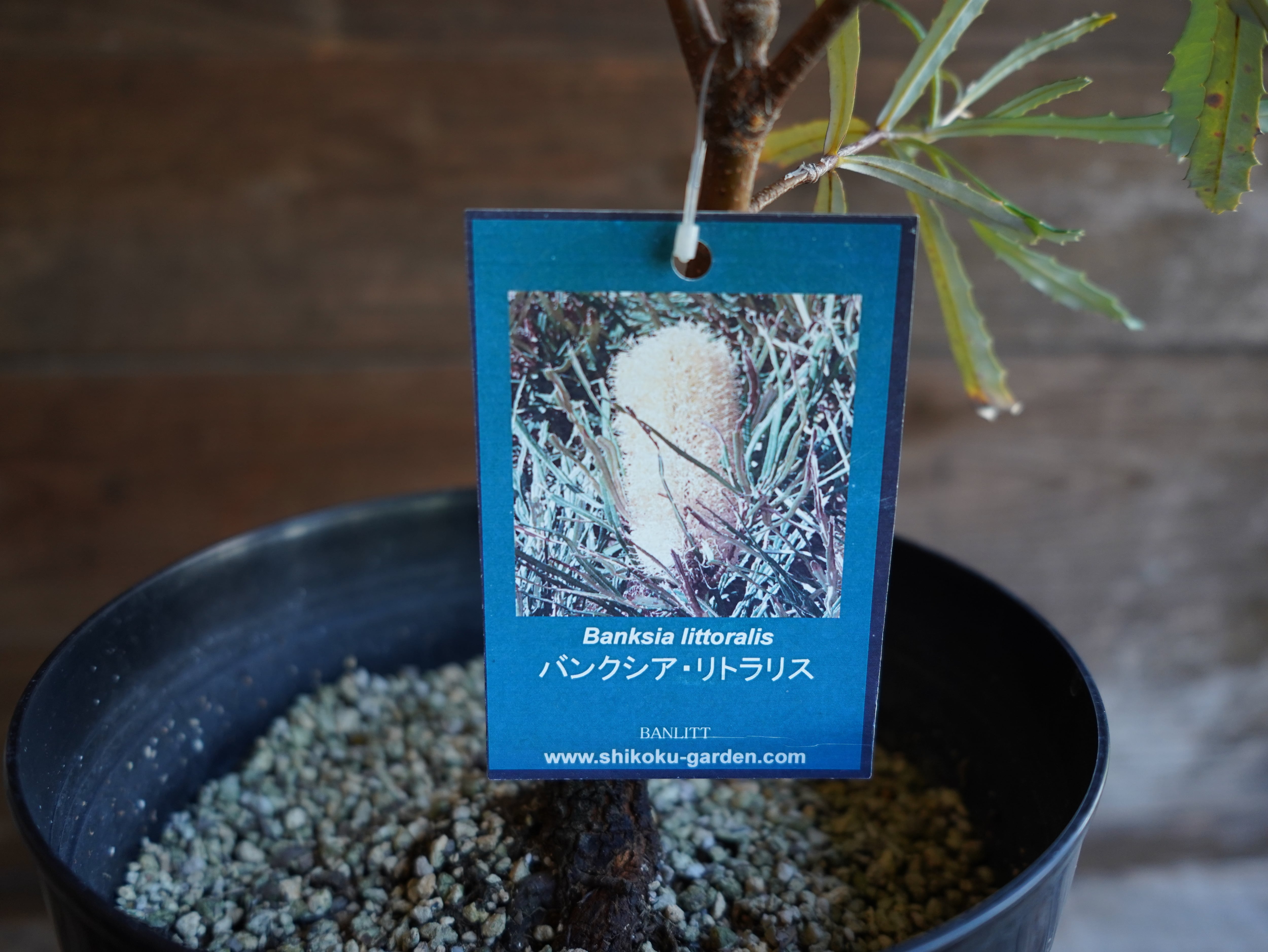 【現物】バンクシア　”リトラリス”