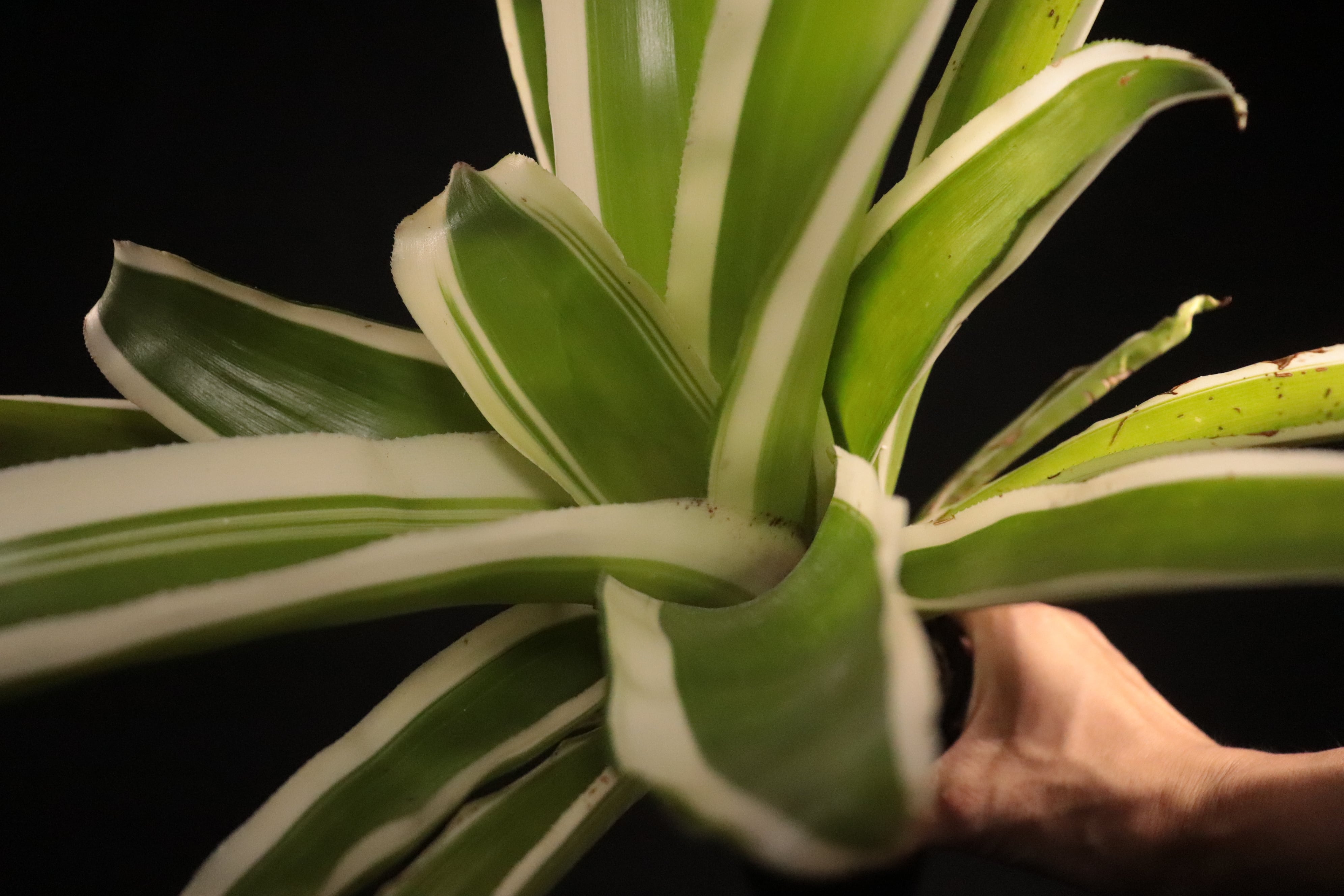 送料無料】Billbergia pyramidalis 'Kyoto'〔ビルベルギア〕現品発送