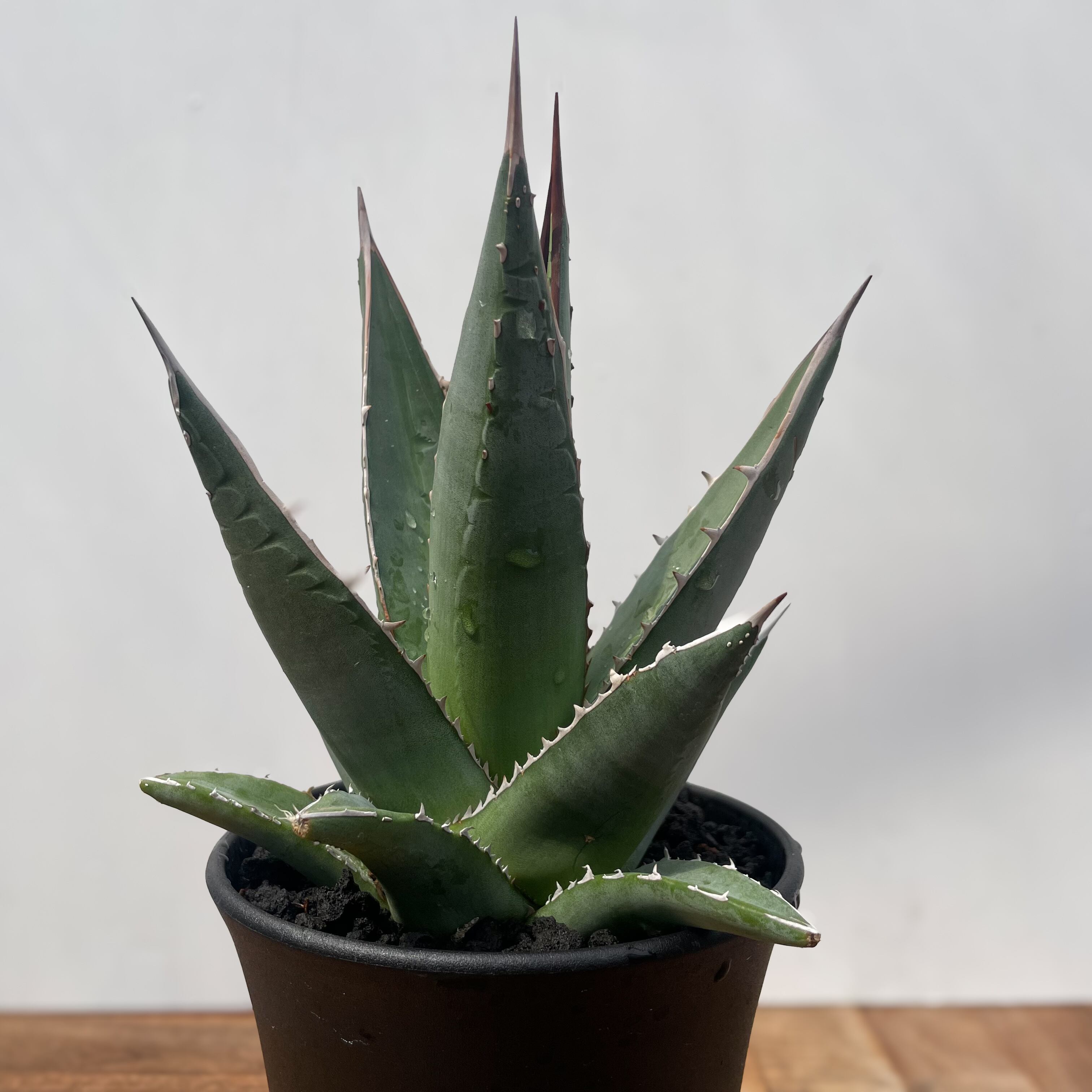 Agave purpusorum【アガベ・パープソラム・帝釈天】 | RIMO'S GREEN