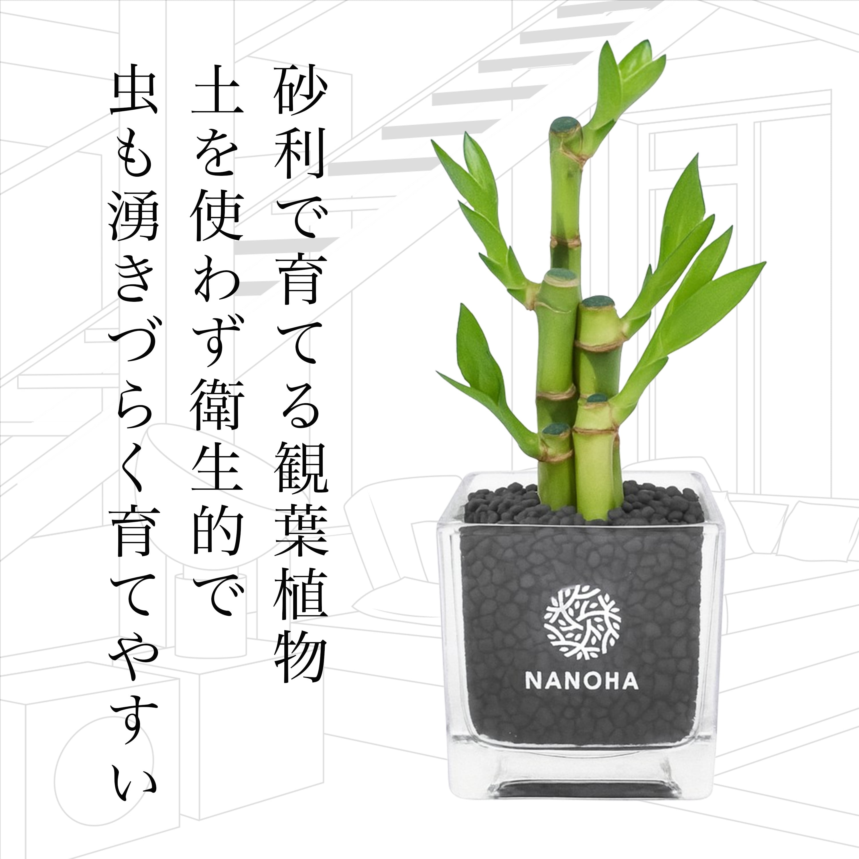 ミリオンバンブー黒砂利（四角容器） | インテリアグリーンショップ