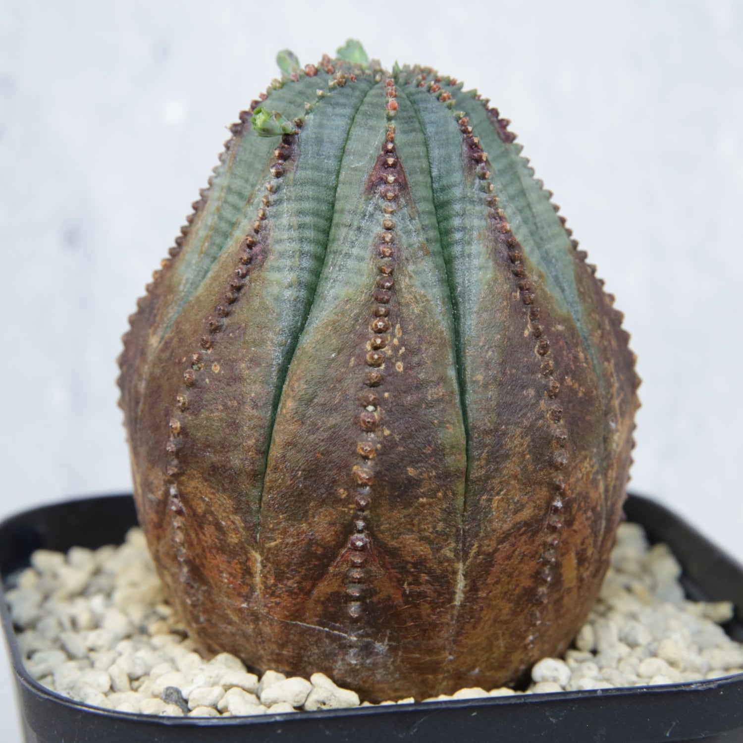 木質化 ラギット オベサ / 木質化 ユーフォルビア | LIGHTHOUSE.PLANTS