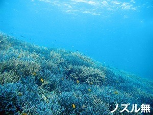 （直接引取をご希望の方）黒潮天然海水　20Ｌ　ノズルコック無し