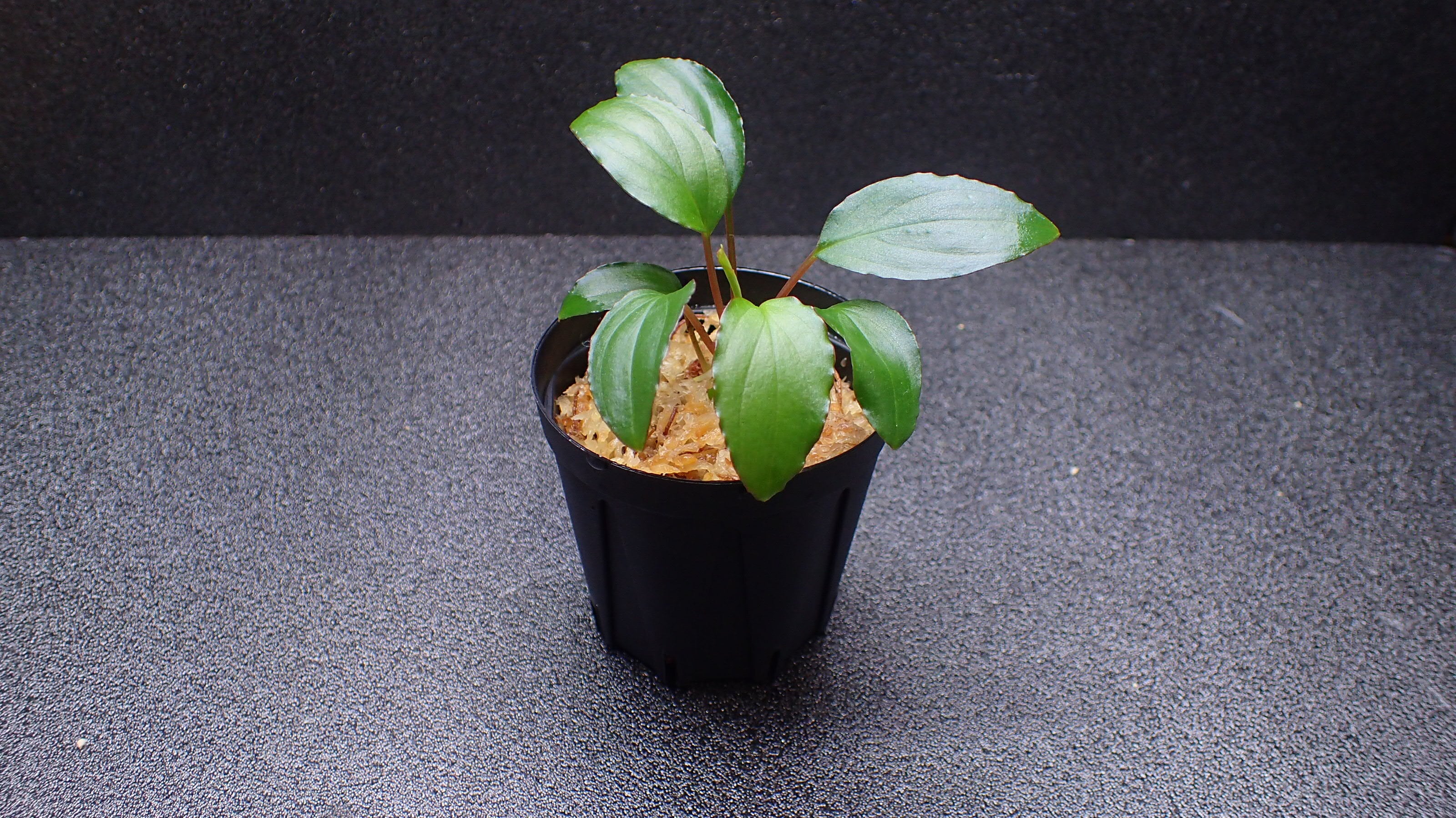 Homalomena sp Mahakam hulu Kalimantan timur 1株 | 熱帯植物 水草