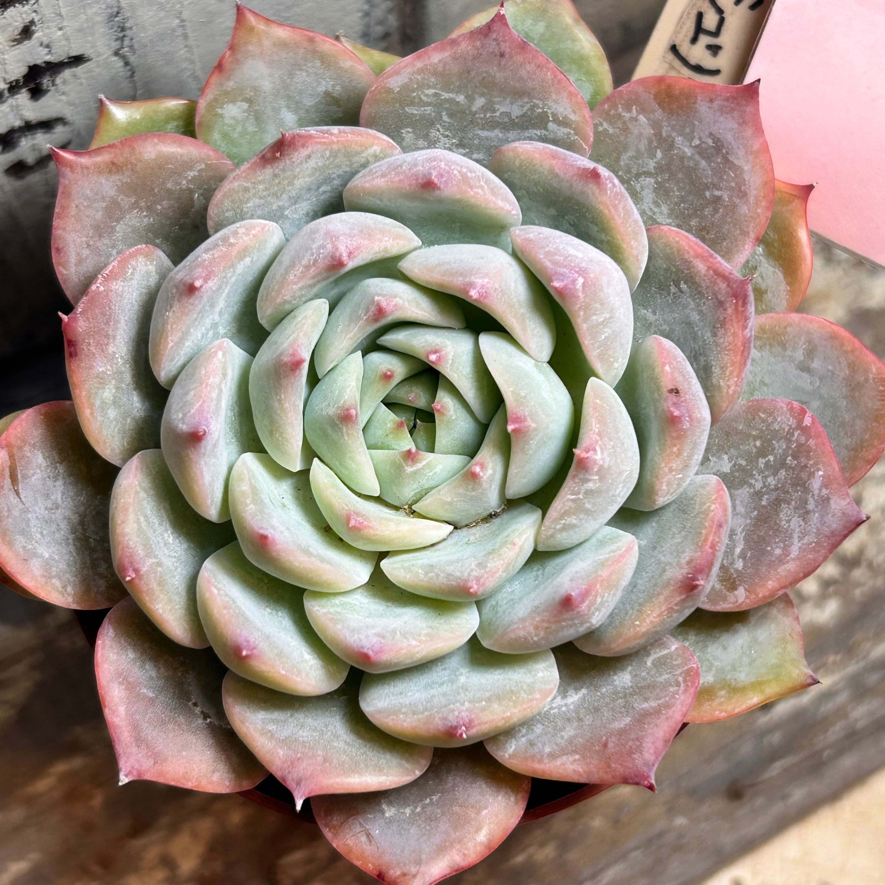 韓国苗 | RuPo 多肉植物専門店
