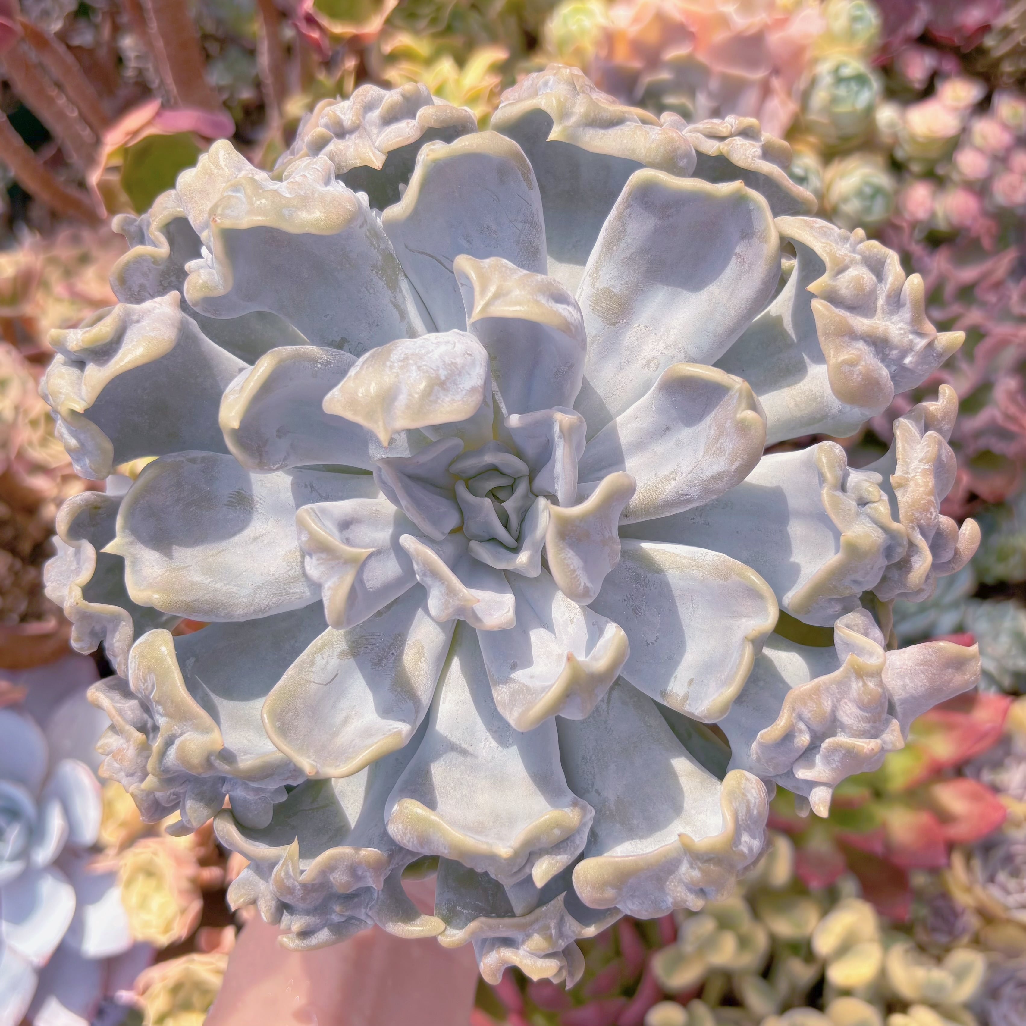 多肉植物　スリラーパール(約15cm)　特大苗　新入荷　るる農園