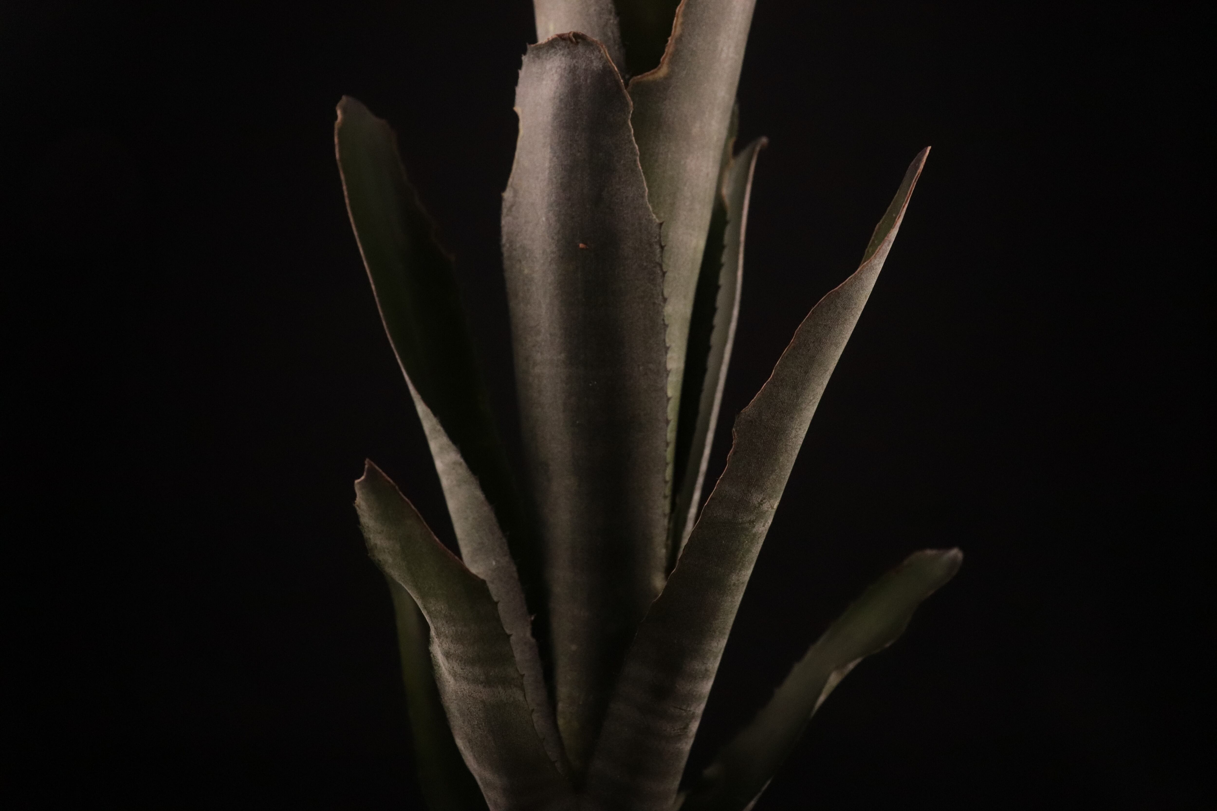 reserved】Billbergia 'Kolan Cavalier'〔ビルベルギア〕現品発送B0144