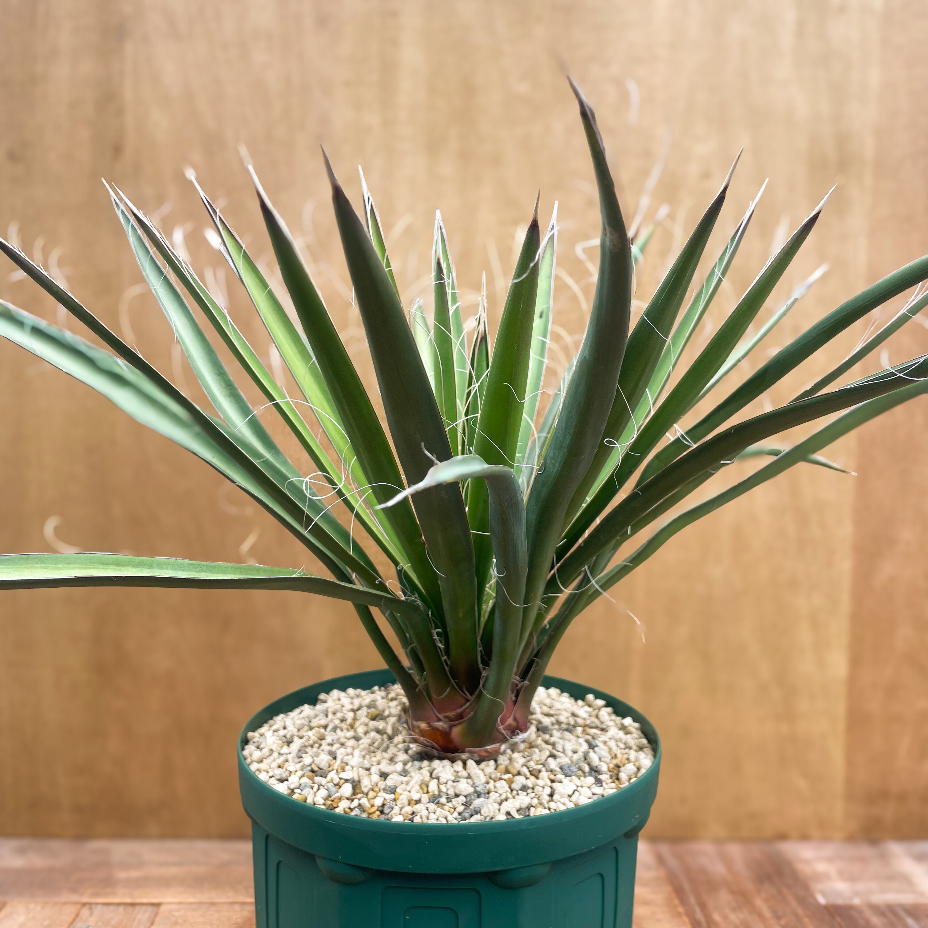 Yucca baccata【ユッカ・バッカタ・実生】 | RIMO 