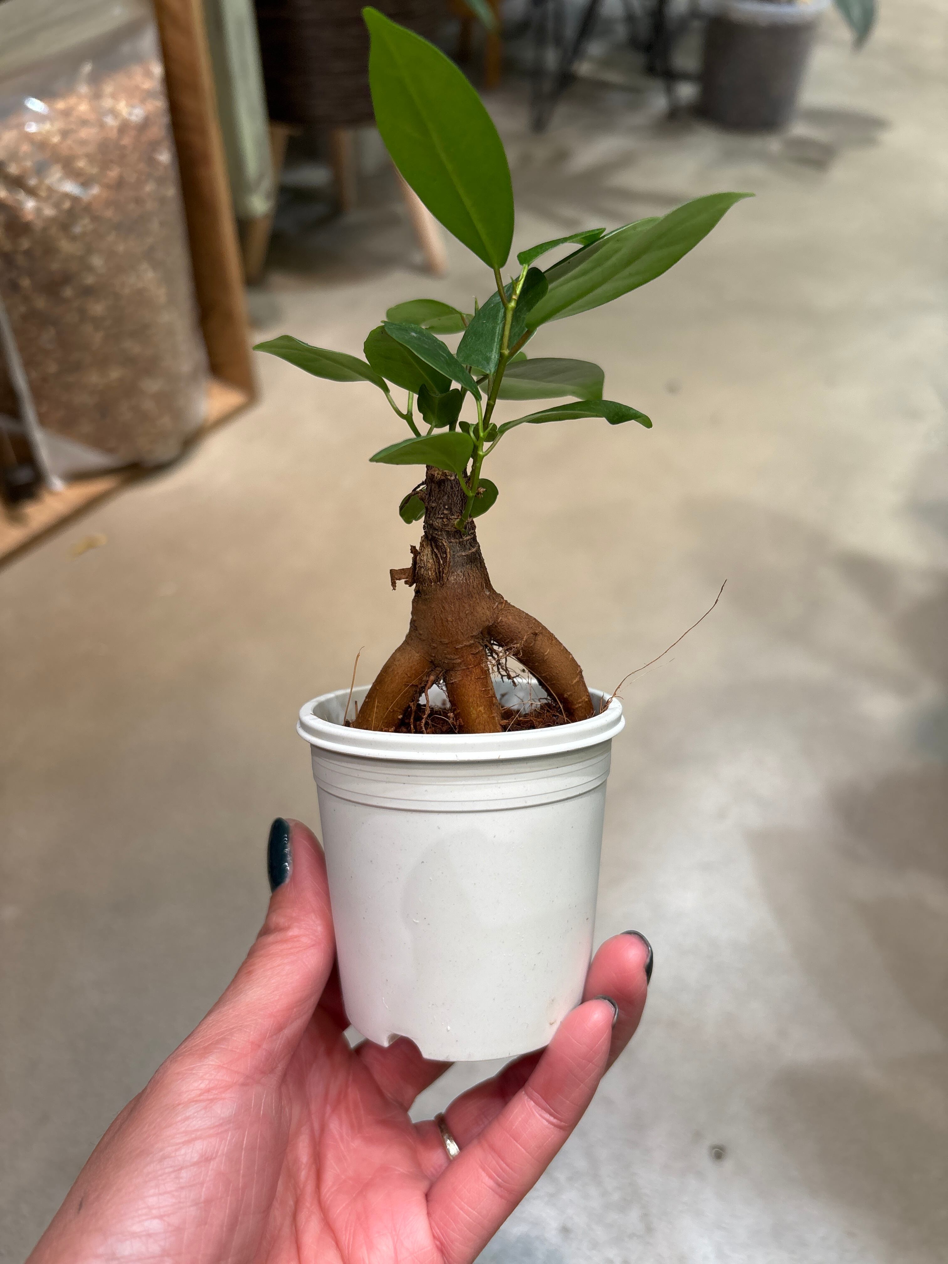 観葉植物 | MIDORIYA 観葉植物専門店