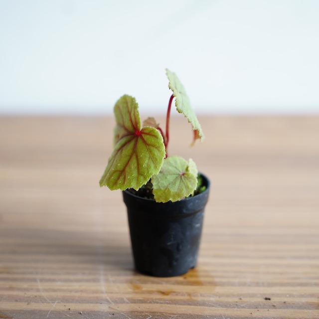 シュウカイドウ|苔テラリウム作製用素材