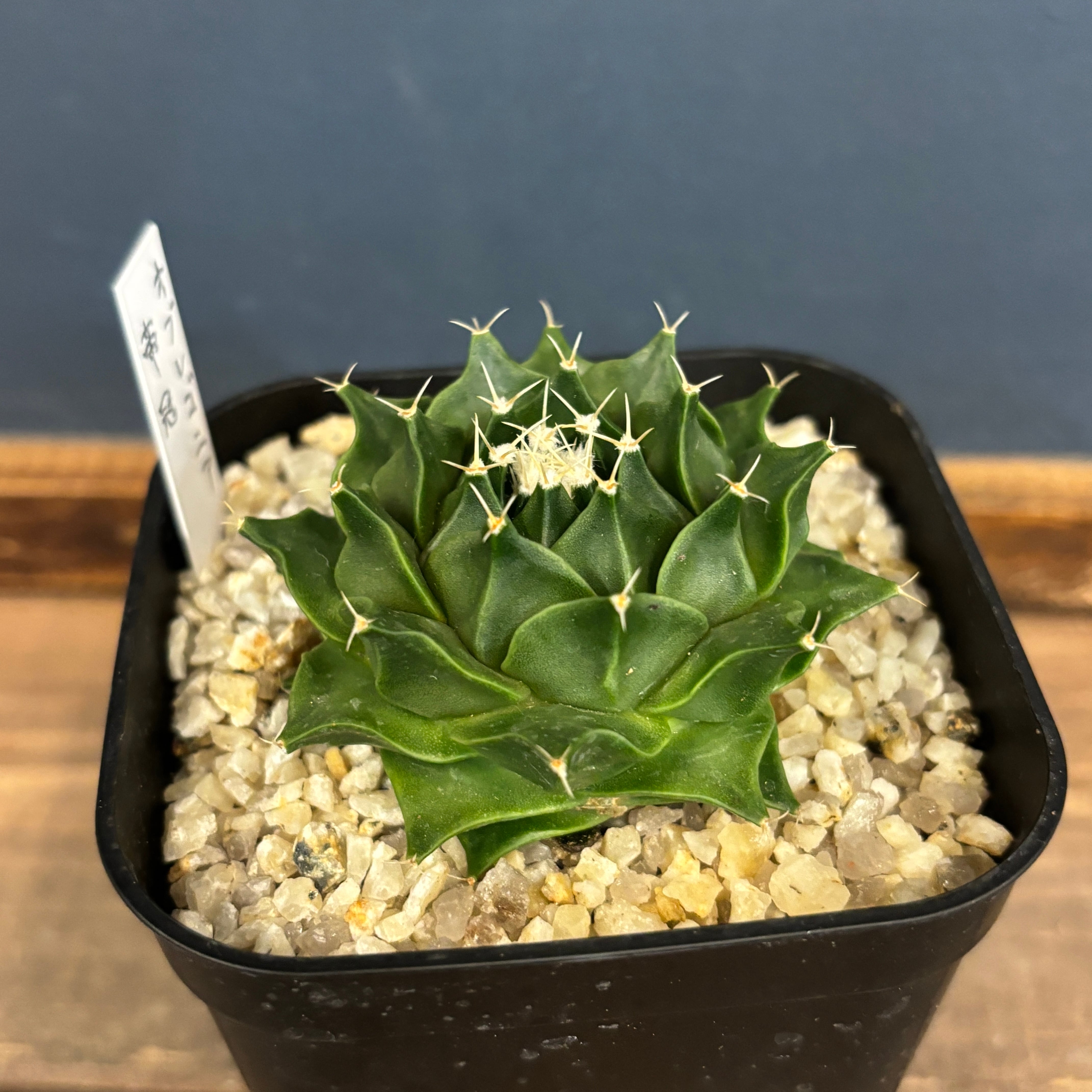 サボテン オブレゴニア 帝冠【726】 | PROTOLEAF プロトリーフ